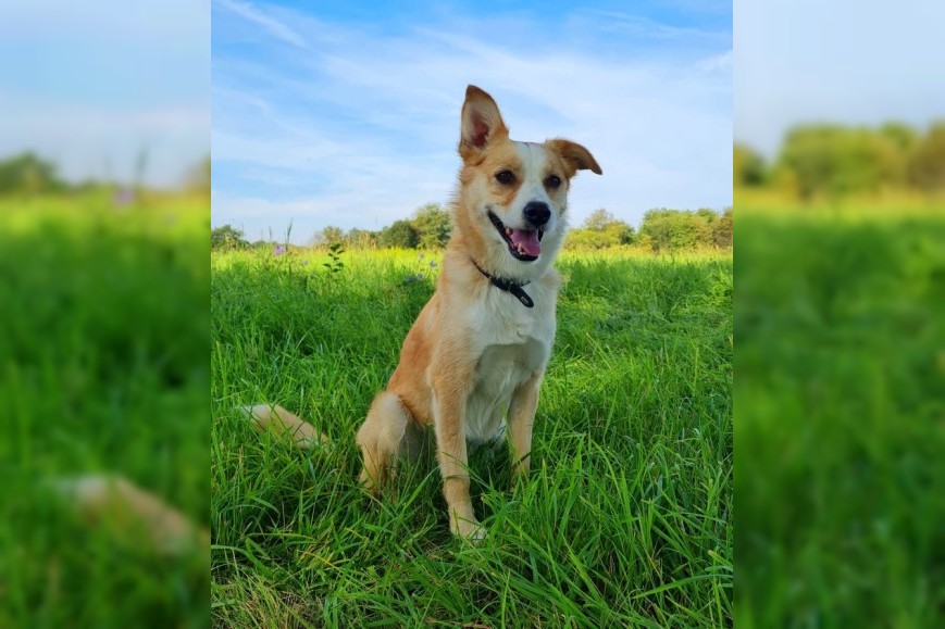 Olli sucht ein neues Zuhause