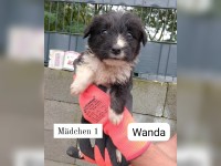 Wanda