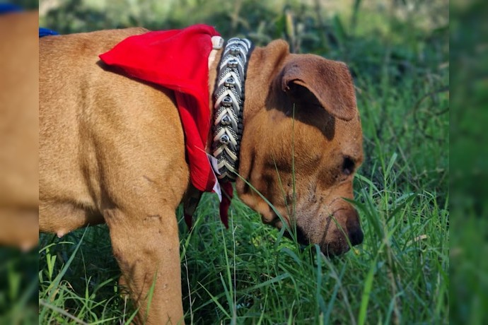 Notfell-Pit-Mix-Hündin Liv-Vermittlung nur z.B. AT oder CH