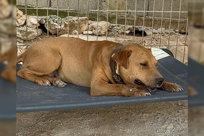 Notfell-Pit-Mix-Hündin Liv-Vermittlung nur z.B. AT oder CH