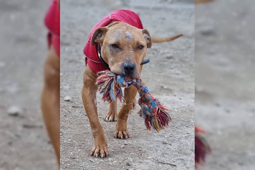 Notfell-Pit-Mix-Hündin Liv-Vermittlung nur z.B. AT oder CH