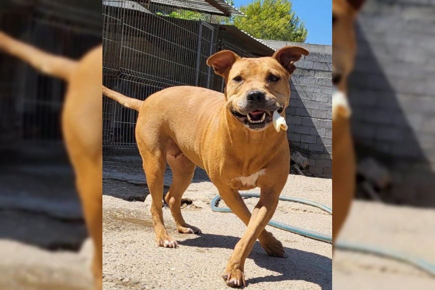 Notfell-Pit-Mix-Hündin Liv-Vermittlung nur z.B. AT oder CH