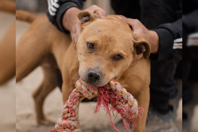 Notfell-Pit-Mix-Hündin Liv-Vermittlung nur z.B. AT oder CH