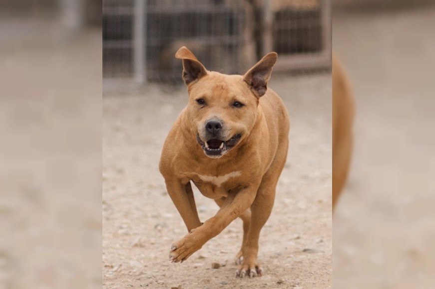 Notfell-Pit-Mix-Hündin Liv-Vermittlung nur z.B. AT oder CH