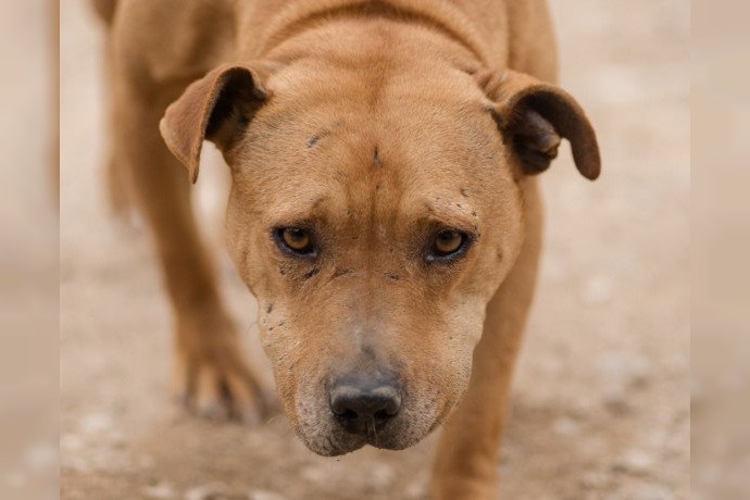 Notfell-Pit-Mix-Hündin Liv-Vermittlung nur z.B. AT oder CH