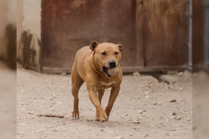 Notfell-Pit-Mix-Hündin Liv-Vermittlung nur z.B. AT oder CH