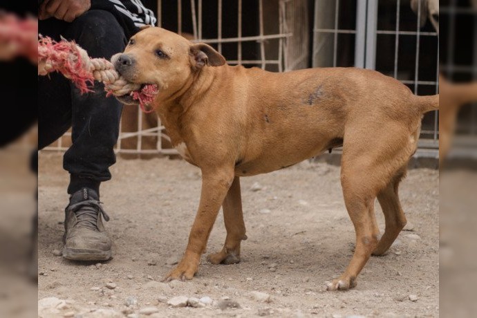 Notfell-Pit-Mix-Hündin Liv-Vermittlung nur z.B. AT oder CH