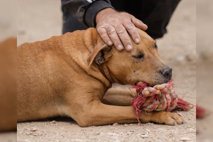 Notfell-Pit-Mix-Hündin Liv-Vermittlung nur z.B. AT oder CH