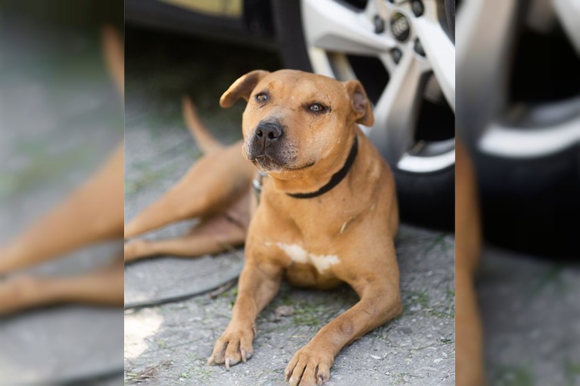 Notfell-Pit-Mix-Hündin Liv-Vermittlung nur z.B. AT oder CH