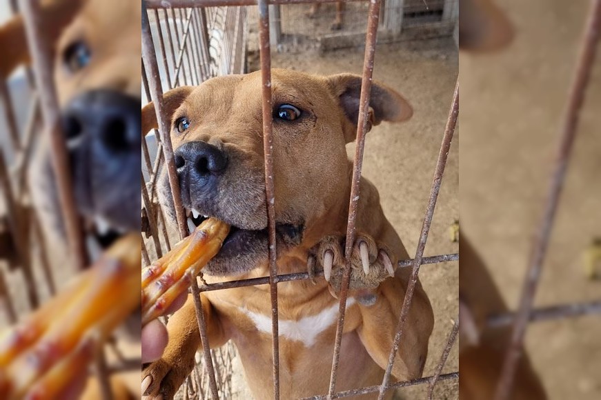 Notfell-Pit-Mix-Hündin Liv-Vermittlung nur z.B. AT oder CH