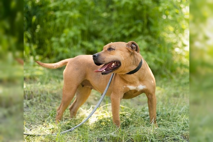 Notfell-Pit-Mix-Hündin Liv-Vermittlung nur z.B. AT oder CH