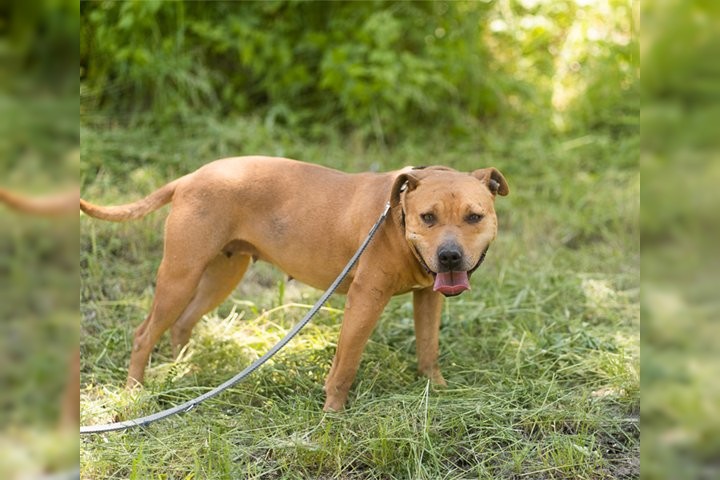 Notfell-Pit-Mix-Hündin Liv-Vermittlung nur z.B. AT oder CH