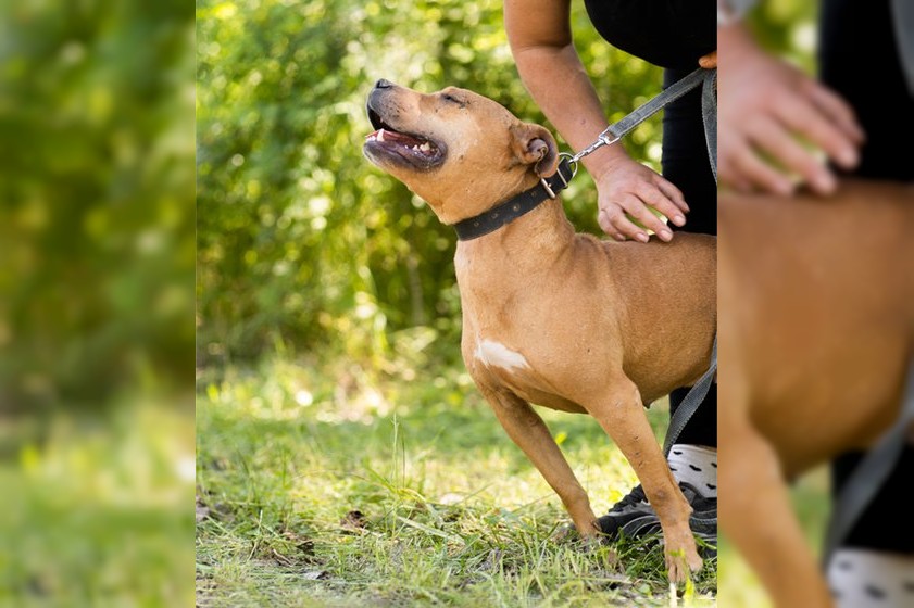 Notfell-Pit-Mix-Hündin Liv-Vermittlung nur z.B. AT oder CH