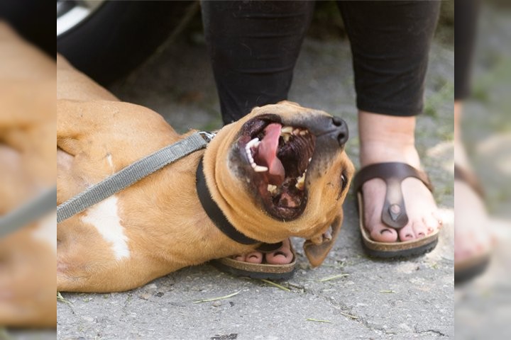 Notfell-Pit-Mix-Hündin Liv-Vermittlung nur z.B. AT oder CH