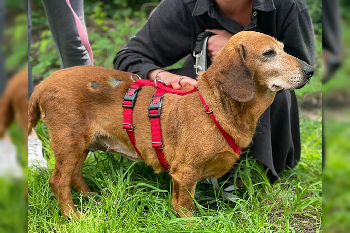 Hundeomi TOBI wartet in 24963 Tarp