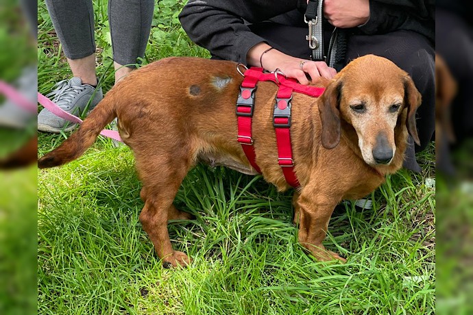 Hundeomi TOBI wartet in 24963 Tarp