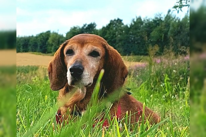 Hundeomi TOBI wartet in 24963 Tarp