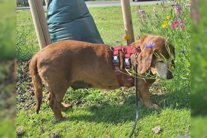 Hundeomi TOBI wartet in 24963 Tarp