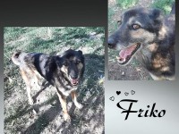 Friko