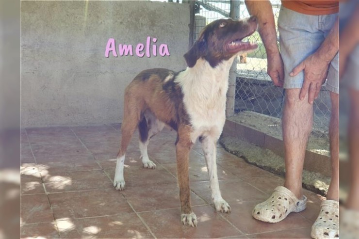 Amelia