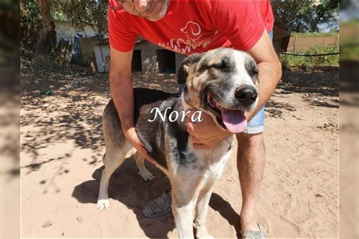 Nora