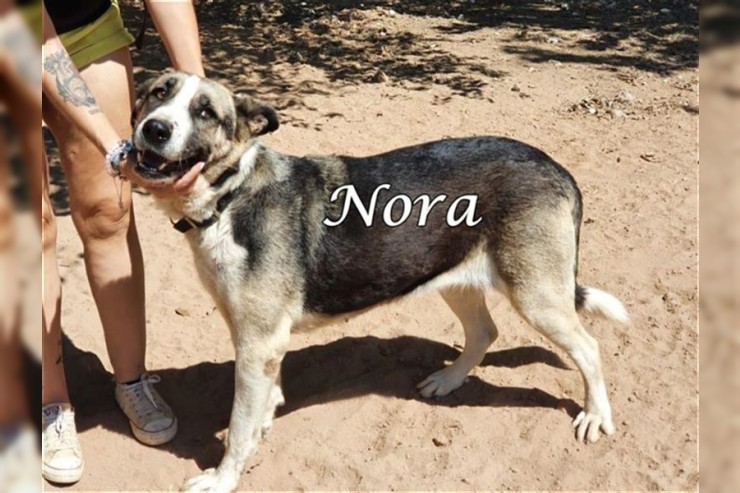 Nora