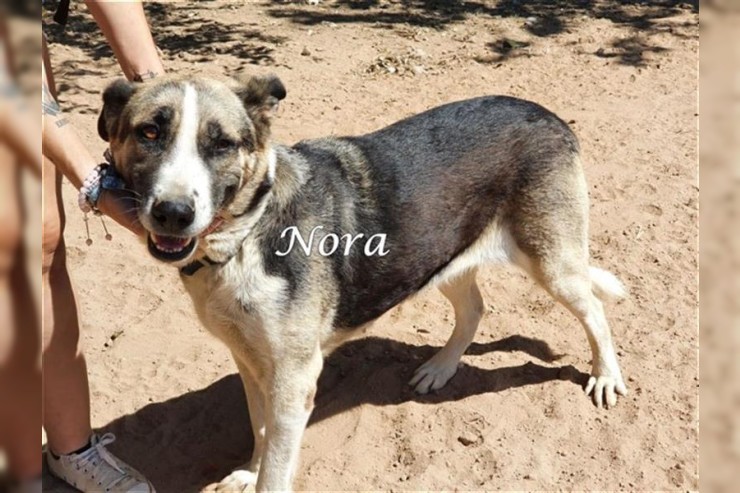 Nora