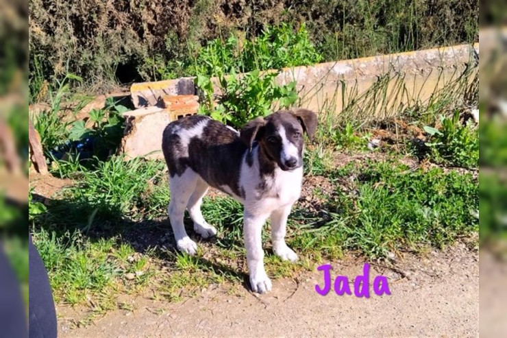 Jada