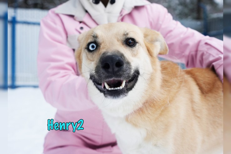 Henry2