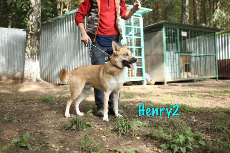 Henry2