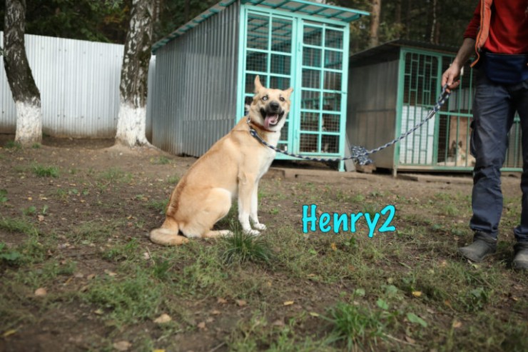 Henry2