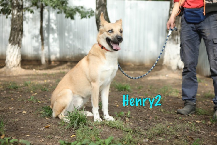 Henry2