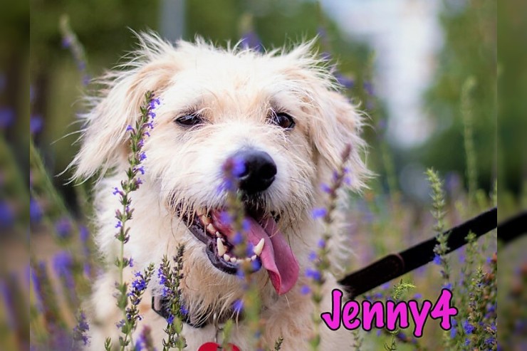 Jenny4