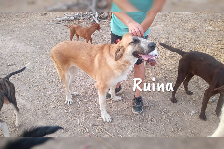 Ruina