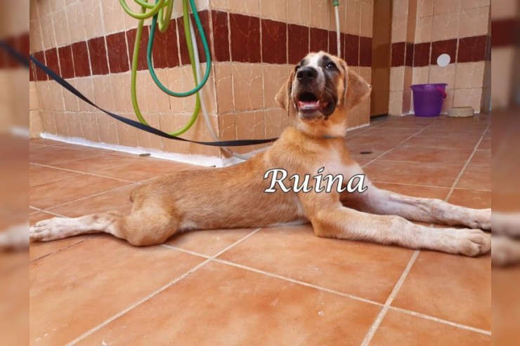 Ruina