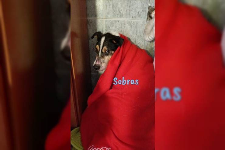 Sobras