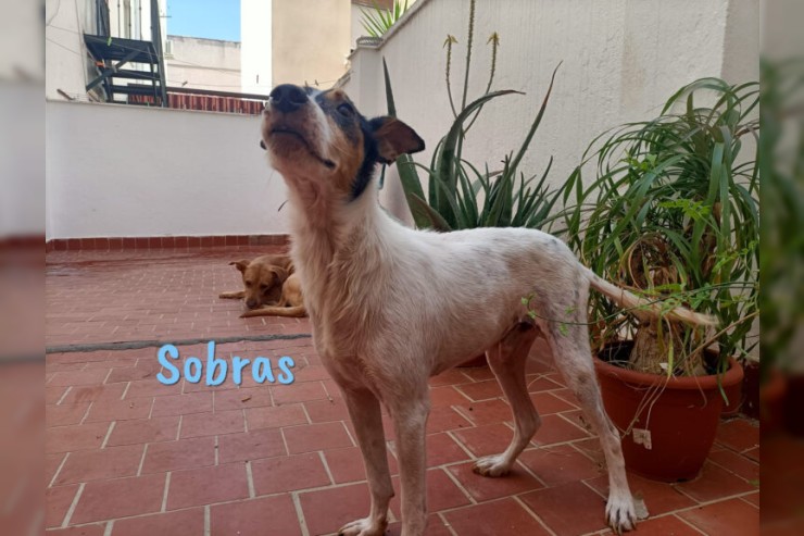 Sobras