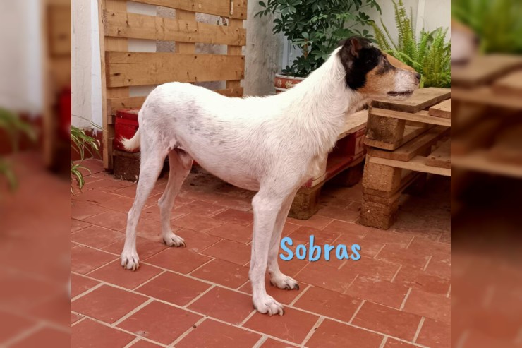 Sobras