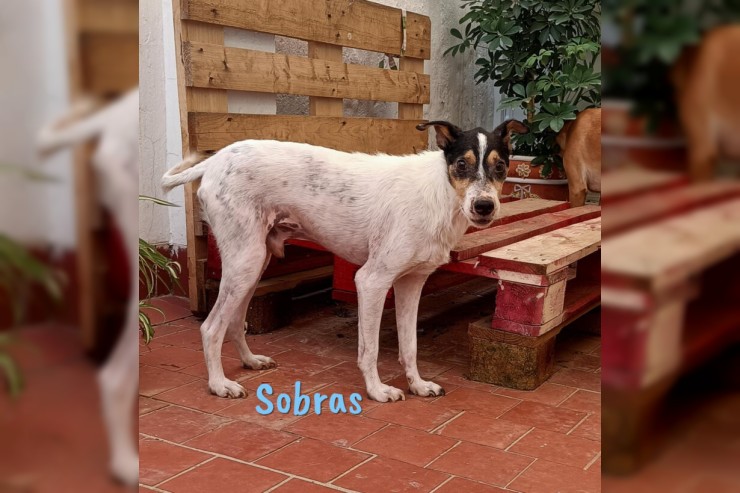 Sobras