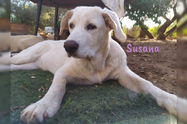 Susana