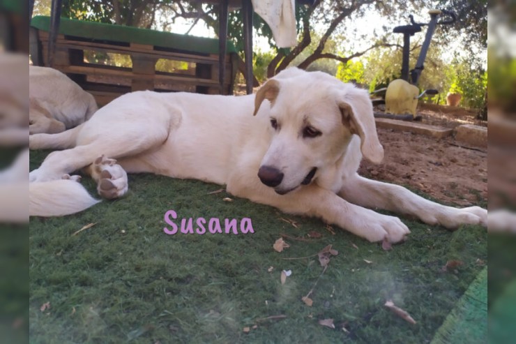 Susana