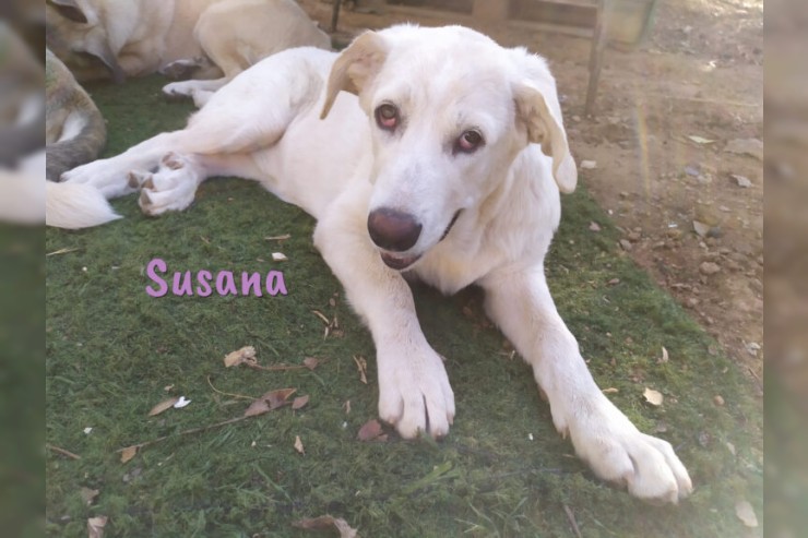 Susana