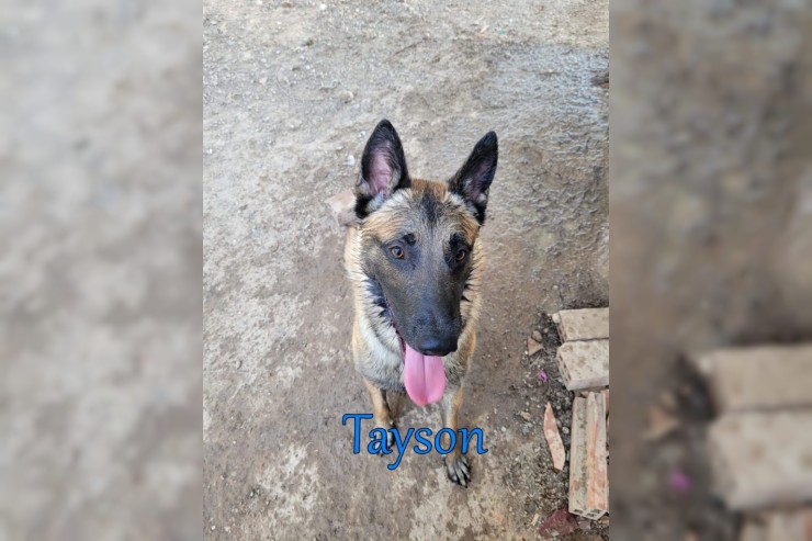 Tayson