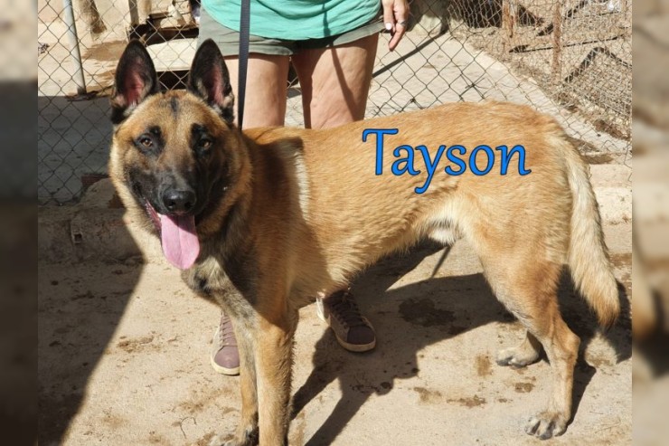 Tayson