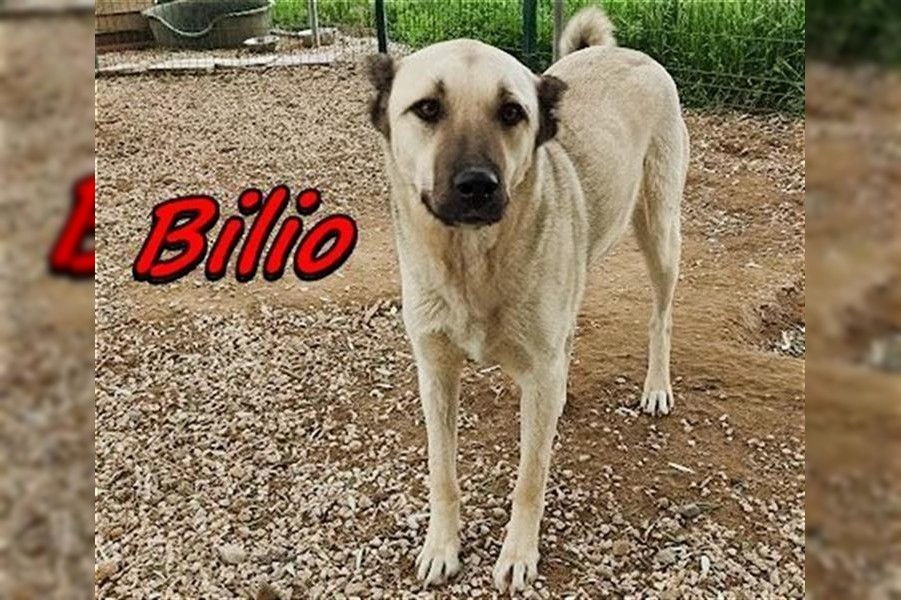 Bilio