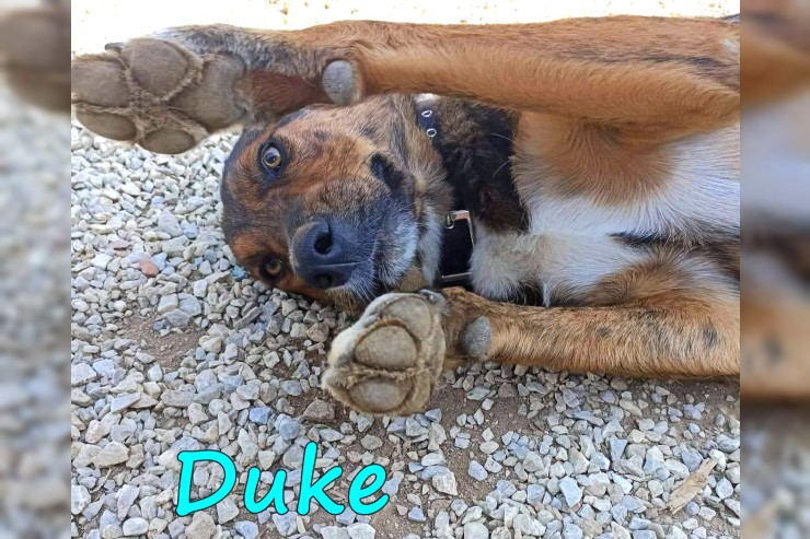 Duke