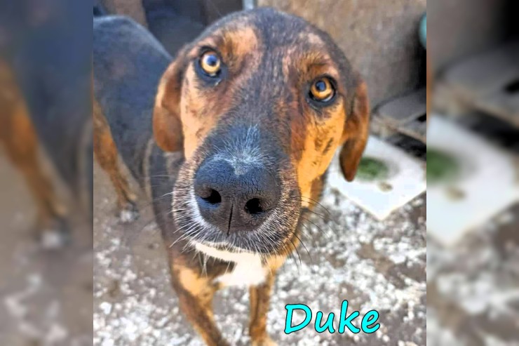 Duke