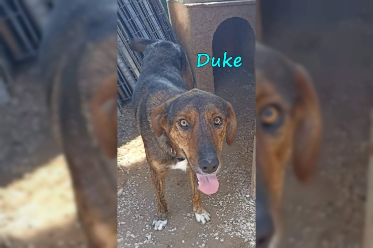 Duke