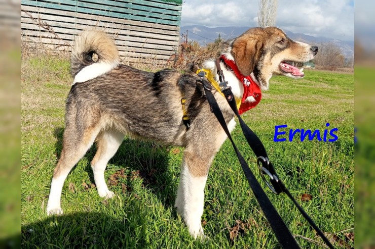 Ermis