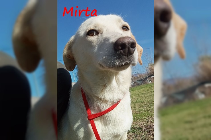 Mirta